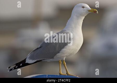 Mouette à pattes jaunes (Larus michahellis, Larus cachinnans michahellis), oiseau adulte, vue en longueur, Italie, Toscane Banque D'Images