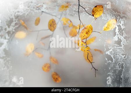 Feuilles d'automne jaune doré sur de fines brindilles suspendues derrière une vitre gelée, carte de voeux saisonnière pour l'automne et l'hiver, espace de copie, foyer sélectionné, Banque D'Images