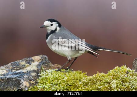 Wagtail, wagtail blanc (Motacilla alba), mâle perché sur une pierre mousseline, vue de côté, Italie, Toscane Banque D'Images