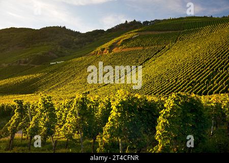 Erdener Treppchen, vignoble de la commune d'Erden dans la région viticole de Moselle, Allemagne, Rhénanie-Palatinat, Bernkastel-Kues Banque D'Images