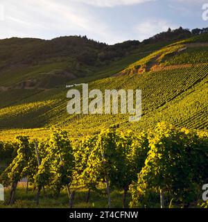 Erdener Treppchen, vignoble de la commune d'Erden dans la région viticole de Moselle, Allemagne, Rhénanie-Palatinat, Bernkastel-Kues Banque D'Images