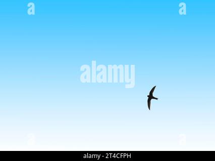 SWIFT noir, SWIFT noir américain (Nephoecetes niger, Cypseloides niger), en vol dans le ciel bleu, Dominique Banque D'Images