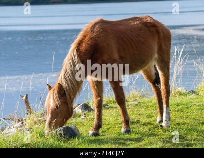 Poney gallois sauvage de Carneddau Banque D'Images