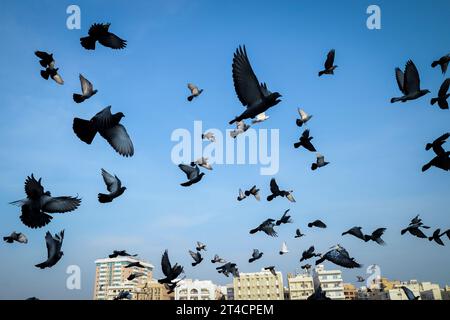 Dubai Creek River Departure Pier, extérieur du bâtiment, foule de Pigeon Flying, personnes voyageant avec une scène de bateau à Dubaï Émirats arabes Unis. Banque D'Images