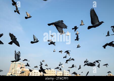 Dubai Creek River Departure Pier, extérieur du bâtiment, foule de Pigeon Flying, personnes voyageant avec une scène de bateau à Dubaï Émirats arabes Unis. Banque D'Images