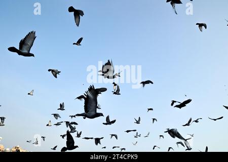 Dubai Creek River Departure Pier, extérieur du bâtiment, foule de Pigeon Flying, personnes voyageant avec une scène de bateau à Dubaï Émirats arabes Unis. Banque D'Images