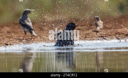 Cape Glossy Starling baignade dans les trous d'eau du parc national Kruger, Afrique du Sud ; famille de sturnidae de espèce Lamprotornis Banque D'Images