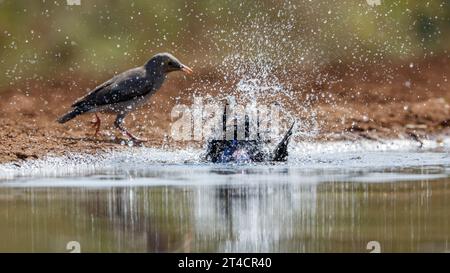 Cape Glossy Starling baignade dans les trous d'eau du parc national Kruger, Afrique du Sud ; famille de sturnidae de espèce Lamprotornis Banque D'Images