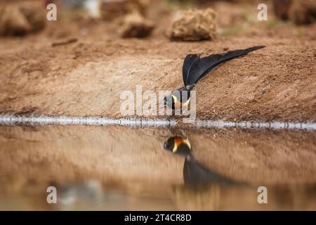 Eastern Paradise-Whydah buvant dans un trou d'eau avec réflexion dans le parc national Kruger, Afrique du Sud ; espèce Vidua paradisaea famille de Viduidae Banque D'Images