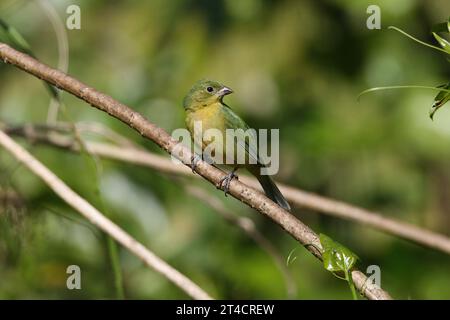 Femme peinte Bunting, Passerina ciris, hiver Floride, USA Banque D'Images