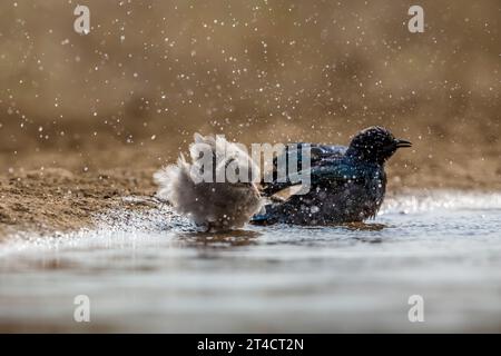 Étourneau et étourneau brillant du cap baignant dans un trou d'eau dans le parc national Kruger, Afrique du Sud ; espèce Creatophora cinerea famille de Sturnidae Banque D'Images