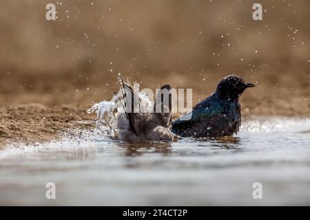 Étourneau et étourneau brillant du cap baignant dans un trou d'eau dans le parc national Kruger, Afrique du Sud ; espèce Creatophora cinerea famille de Sturnidae Banque D'Images