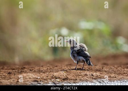 Wattled Starling secouant la plume après le bain dans le parc national Kruger, Afrique du Sud ; espèce Creatophora cinerea famille de Sturnidae Banque D'Images