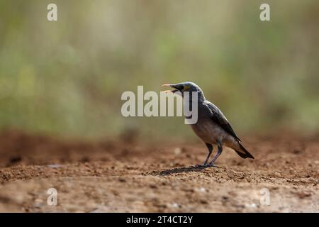 Étoile brûlée le long d'un trou d'eau dans le parc national Kruger, Afrique du Sud ; espèce Creatophora cinerea famille de Sturnidae Banque D'Images