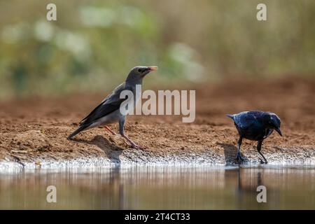 Étoile brûlée le long d'un trou d'eau dans le parc national Kruger, Afrique du Sud ; espèce Creatophora cinerea famille de Sturnidae Banque D'Images