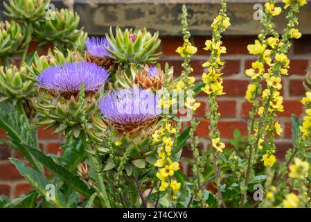 Globe Artichaut fleurs et verbascum jaune au jardin RHS Bridgewater à Worsley, Salford, Manchester, Angleterre. Banque D'Images