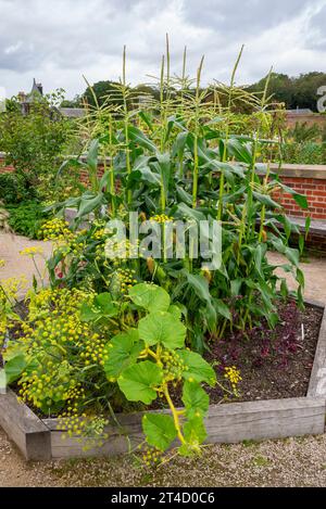 Maïs doux poussant dans un lit surélevé au jardin RHS Bridgewater à Worsley, Salford, Manchester, Angleterre. Banque D'Images