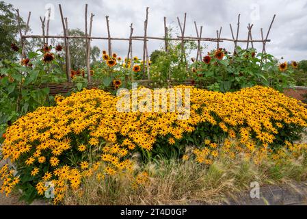 Masse de Rudbeckias et tournesols au jardin RHS Bridgewater à Worsley, Salford, Manchester, Angleterre. Banque D'Images