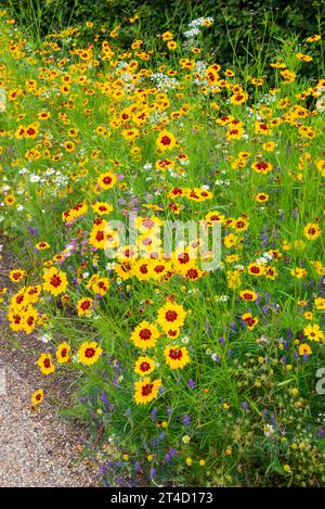 Plantes annuelles d'été aux couleurs vives au jardin RHS Bridgewater à Worsley, Salford, Manchester, Angleterre. Banque D'Images