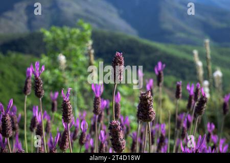 Lavandula sauvage dans les montagnes en pleine floraison avec beaucoup de pollen horizontal Banque D'Images