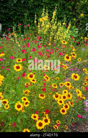 Plantes annuelles d'été aux couleurs vives au jardin RHS Bridgewater à Worsley, Salford, Manchester, Angleterre. Banque D'Images