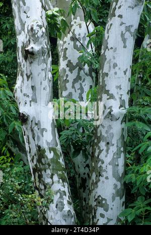 Sycamore le long de Marble Fork Trail, parc national de Sequoia, Californie Banque D'Images