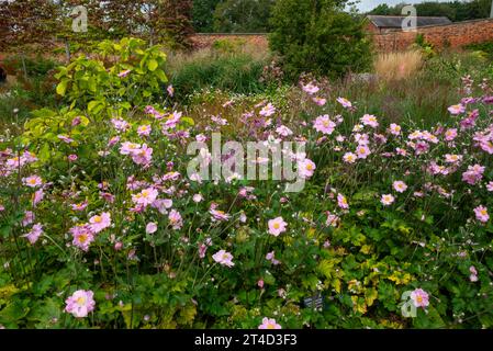 Anémones japonaises roses fleurissant au jardin RHS Bridgewater à Worsley, Salford, Manchester, Angleterre. Banque D'Images