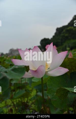 Gros plan d'un nucifera de Nelumbo, également connu sous le nom de fleur de lotus, dans une rivière à Ninh Binh, Vietnam Banque D'Images