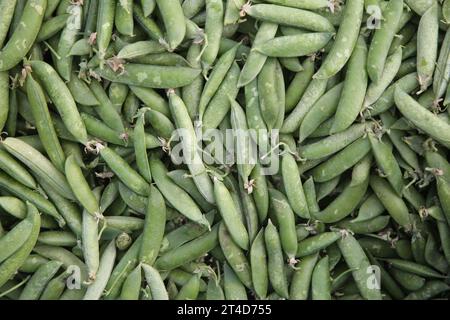 Barquette en carton avec gousses de pois frais, contenant des pois verts, les fruits et les graines de la plante Pisum sativum. Utilisé frais, congelé, séché ou en conserve. Banque D'Images