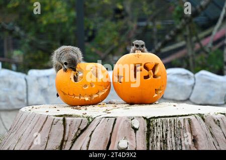 West Calder, Écosse, Royaume-Uni. 30 octobre 2023. Boo au zoo : Five Sisters Zoo organise une Spooktacular Halloween Pumpkin Party pour ses résidents Furry. Surimerkats enquêtent sur les friandises à l'intérieur des citrouilles. Crédit : Craig Brown/Alamy Live News Banque D'Images