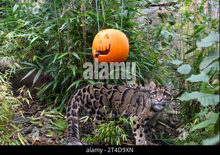 West Calder, Écosse, Royaume-Uni. 30 octobre 2023. Boo au zoo : Five Sisters Zoo organise une Spooktacular Halloween Pumpkin Party pour ses résidents Furry. Peckham le léopard nuageux avec une délicieuse citrouille farcie à la viande. Crédit : Craig Brown/Alamy Live News Banque D'Images