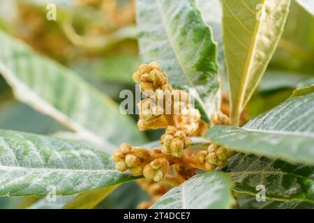 Fleurs dans le bourgeon de Medlar ou Nispero arbre, loquat, fleurs sur arbre, Espagne. Banque D'Images