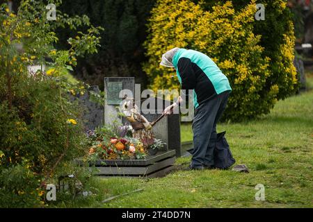 L'illustration montre les préparatifs pour la Toussaint Day au cimetière 'Campo Santo' à Sint-Amandsberg, Gand, le lundi 30 octobre 2023. La Toussaint est une fête chrétienne célébrée le 1 novembre. Les gens visitent les tombes de leurs proches et apportent des fleurs, souvent des chrysanthèmes, pour décorer les tombes. BELGA PHOTO JAMES ARTHUR GEKIERE Banque D'Images