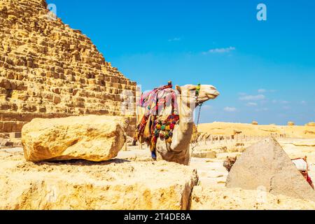 Chameau habillé près de la Pyramide de Khafre. Grandes pyramides égyptiennes. Gizeh, Égypte – 16 octobre 2023 Banque D'Images