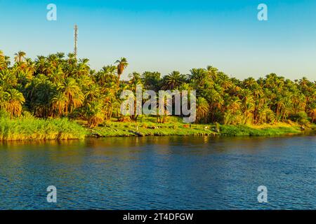 Les vaches paissent sur les rives du Nil. Paysages magnifiques. Coucher de soleil. Assouan, Égypte – 19 octobre 2023 Banque D'Images