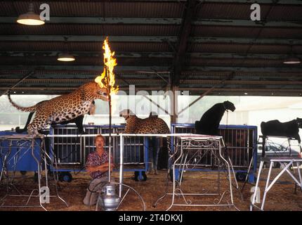 JULIET PROWSE ; 25 septembre 1936 - 14 septembre 1996 ; danseuse et actrice anglo-américaine dont la carrière de quatre décennies inclut scène, télévision et film Training Animals in Circus ; 1987 ; crédit : Lynn McAfee / Performing Arts Images www.performingartsimages.com Banque D'Images