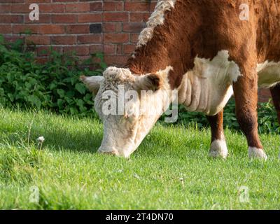 Gros plan d'une vache Hereford brune et blanche typique broutant Banque D'Images