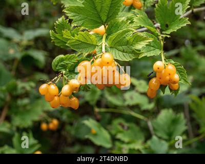 Baies jaune vif et feuillage vert foncé du rosier Viburnum opulus 'Xanthocarpam' Banque D'Images