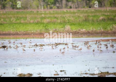 Deux bouquetins à face blanche (Plegadis chihi) se nourrissant d’un énorme troupeau de grands jaunes (Tringa melanoleuca) et de sabliers pectoraux (Calidris melano Banque D'Images