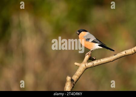 Un bullfinch eurasien (Pyrrhula pyrrhula) photographié au Daisy NOOK Country Park, Oldham, Royaume-Uni Banque D'Images