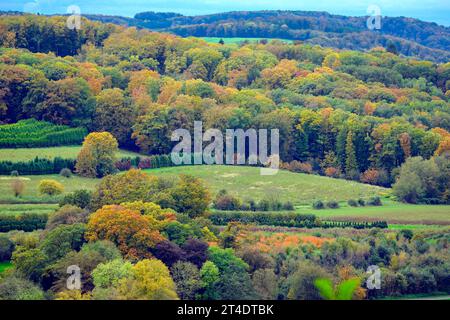 30.10.2023, Essen, Rhénanie-du-Nord-Westphalie, Allemagne - Bäume im bunten Herbstlaub auf einem Hang südlich des Essener Baldeneysee *** 30 10 2023, Essen, Rhénanie-du-Nord-Westphalie, Allemagne arbres aux feuillages automnaux colorés sur une pente au sud du lac Baldeney crédit : Imago/Alamy Live News Banque D'Images