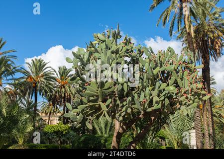 Palerme, Sicile, 2016. Dans le jardin de la Villa Bonanno, un énorme cactus de poire de Barbarie (Opuntia ficus-indica) au milieu des palmiers dattiers (Phoenix dactylifera) Banque D'Images