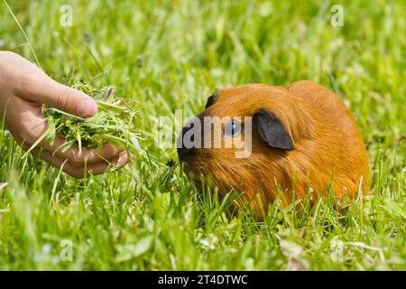 Le cobaye aux cheveux roux mange de l'herbe fraîche d'une main humaine dans le jardin Banque D'Images