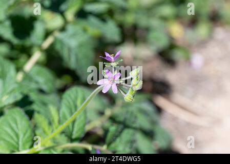 Fleurs de bec de cigogne musquée, Erodium moschatum. C'est une plante annuelle de la famille des Geraniaceae. Photo prise dans la province de Ciudad Real, Espagne Banque D'Images