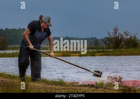 Les agriculteurs ramassent des canneberges inondées dans la tourbière pendant la saison de récolte. Banque D'Images