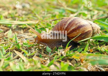 Gros plan d'un escargot à rayures brunes rampant sur le terrain d'herbe Banque D'Images