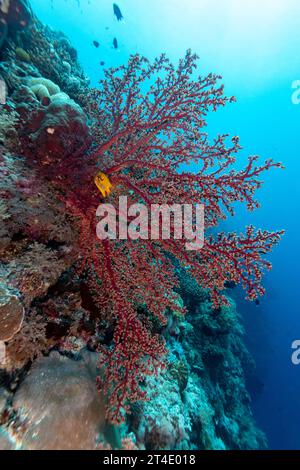 Les poissons jaunes nagent dans un corail rouge ramifié se nourrit de polypes sur le mur d'un récif corallien tropical Banque D'Images