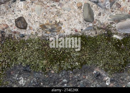 Silbermoos, Silber-Birnmoos, in den Fugen, Ritzen zwischen Betonplatten, Bryum argenteum, silvergreen bryum moss, argentée thread mossle, le bryum d'ar Banque D'Images