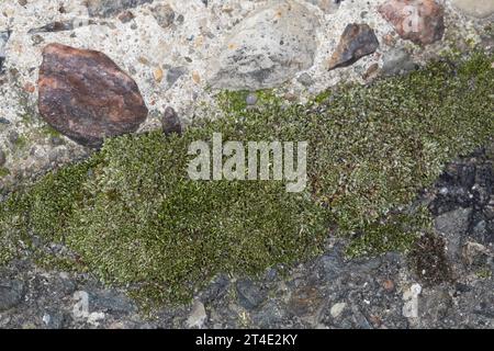 Silbermoos, Silber-Birnmoos, in den Fugen, Ritzen zwischen Betonplatten, Bryum argenteum, silvergreen bryum moss, argentée thread mossle, le bryum d'ar Banque D'Images