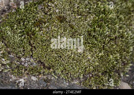 Silbermoos, Silber-Birnmoos, in den Fugen, Ritzen zwischen Betonplatten, Bryum argenteum, silvergreen bryum moss, argentée thread mossle, le bryum d'ar Banque D'Images